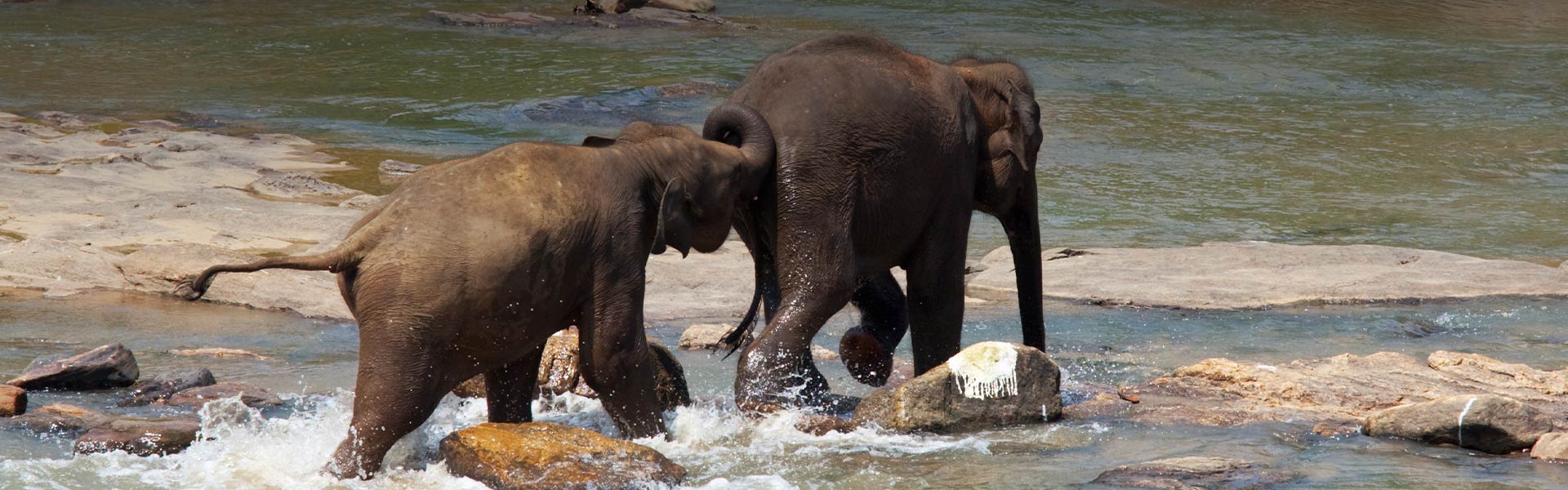 Udawalawe National Park